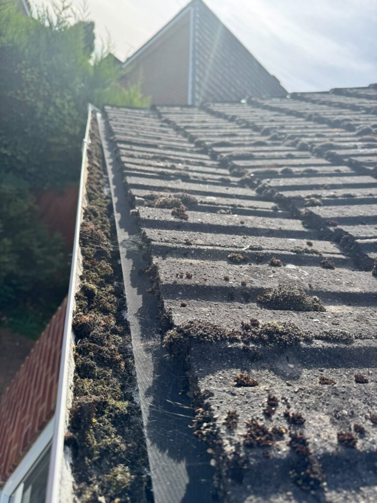 Blocked mossy gutter before clearing in Norwich